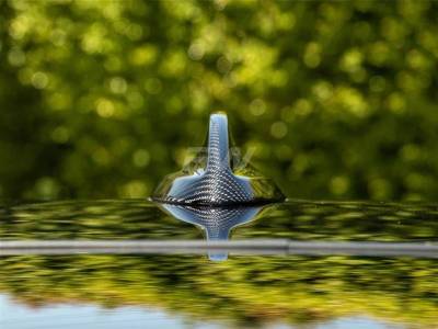 BMW G20/G21 3-Series Carbon Fiber Antenna Cover bmwg20031